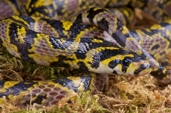 Euprepiophis mandarinus, Mandarin Ratsnake, Vietnam