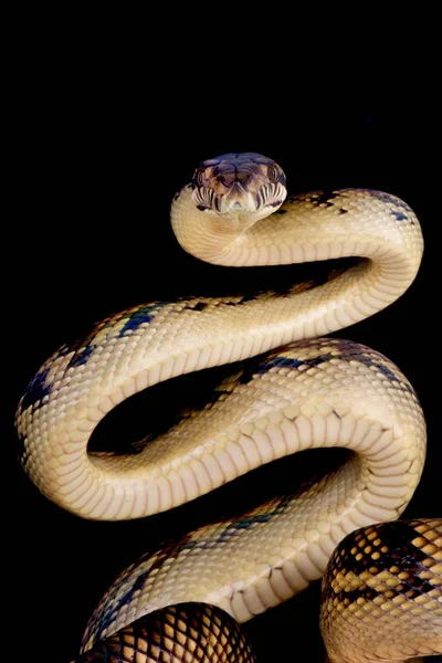 Morelia amethistina, bodur Python, Milne bay, Papua Yeni Gine