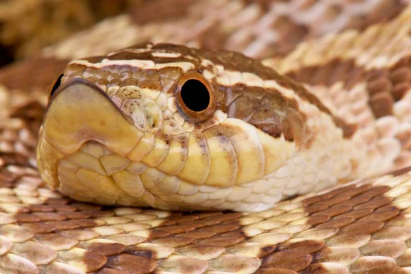 Heterodon Nasicus Western Hog Nosed Snake Minnesota Eua — Fotografia de Stock