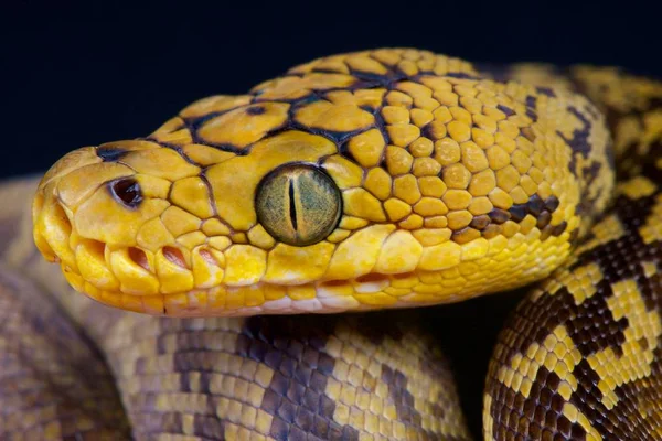 Broghammerus Timoriensis 正式に Python Timoriensis ティモール Python インドネシア チモール島 — ストック写真