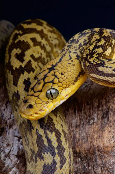 Broghammerus Timoriensis 正式に Python Timoriensis Python インドネシア ティモール — ストック写真