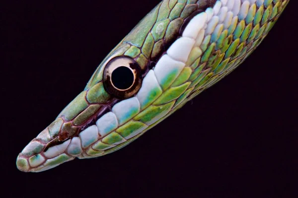 Philodryas Baroni Serpiente Nosada Larga Argentina — Foto de Stock