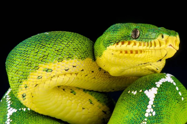 Corallus Batesii Amazone Bekken Emerald Boom Boa Brazilië — Stockfoto