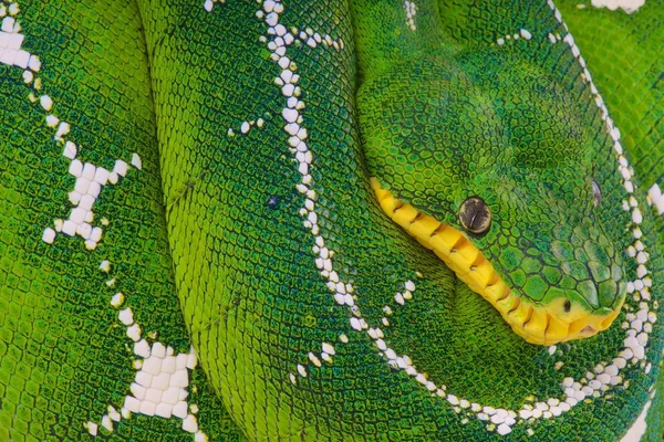 Corallus Batesii Amazonka Povodí Emerald Psohlavý Brazílie — Stock fotografie