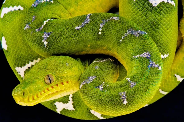 Cobra víbora azul no galho, cobra víbora pronta para atacar, insularis azul