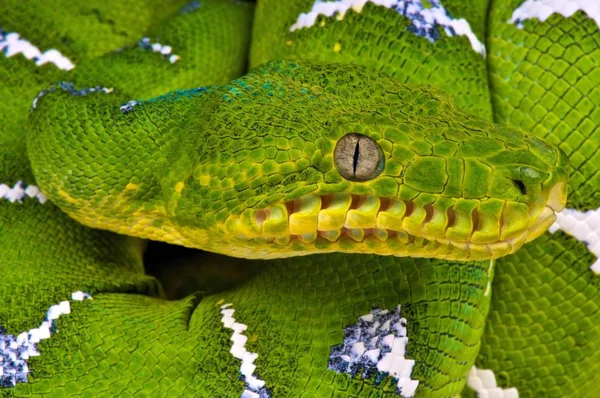 Emerald Tree Boa Close — Stock Photo, Image