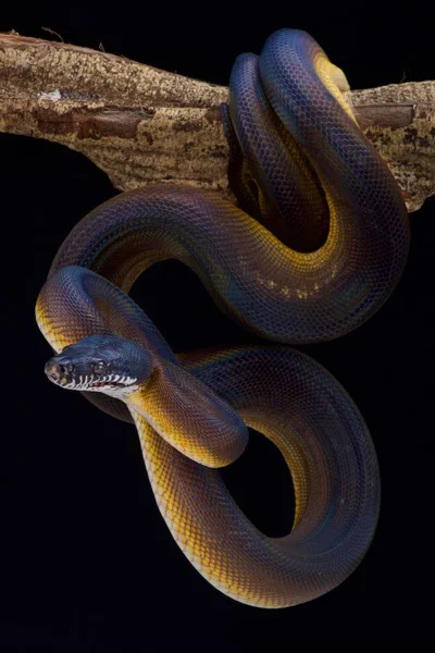 Fehér Ajkú Python Gyűrűs Vízipiton Albertissi Indonézia — Stock Fotó