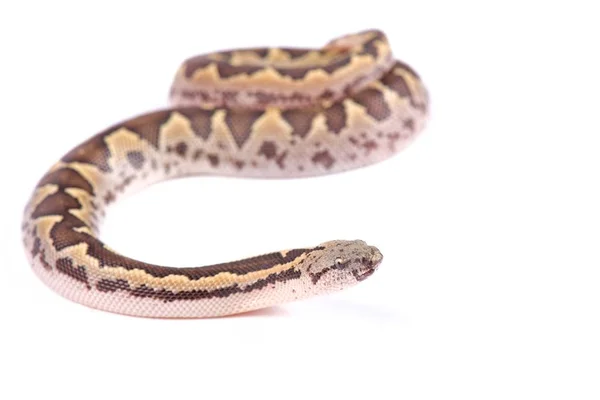Rough Scaled Sand Boa Gongylophis Conicus — Stock Photo, Image