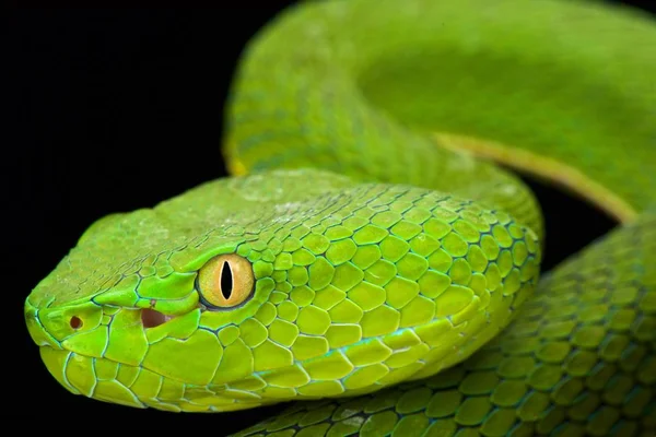 Víbora Verde Gumprecht Trimeresurus Gumprechti — Fotografia de Stock