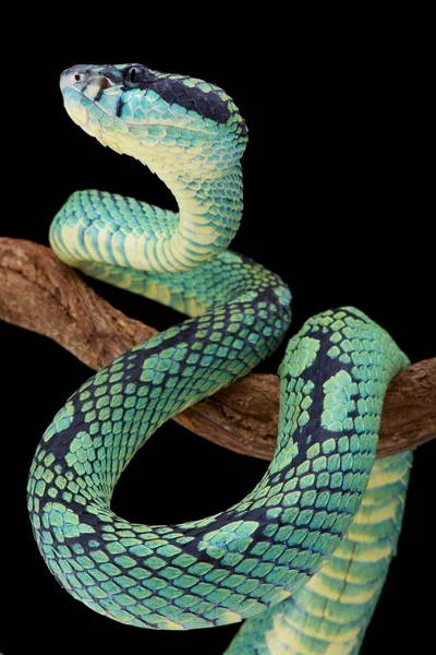 Srí Lanka Gödör Vipera Zöld Trigonecephalus — Stock Fotó