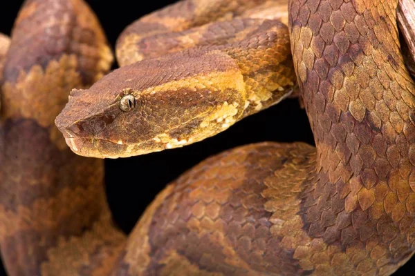 Borneański Pit Viper Trimeresurus Borneensis — Zdjęcie stockowe