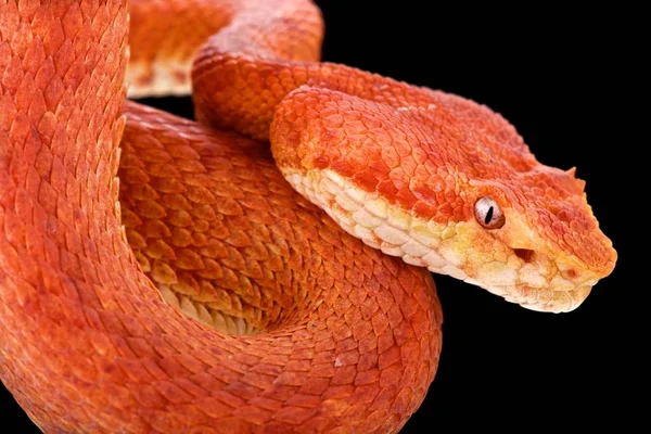 Ögonfrans Viper Bothriechis Schlegelii — Stockfoto