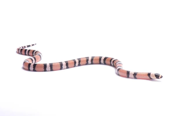 Honduran Milk Snake Lampropeltis Triangulum Hondurensis Anerythristic — Stock Photo, Image