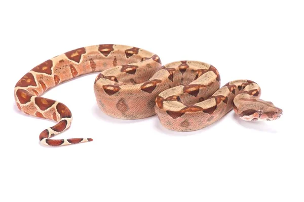 Północnej Boa Boa Constrictor Imperator — Zdjęcie stockowe