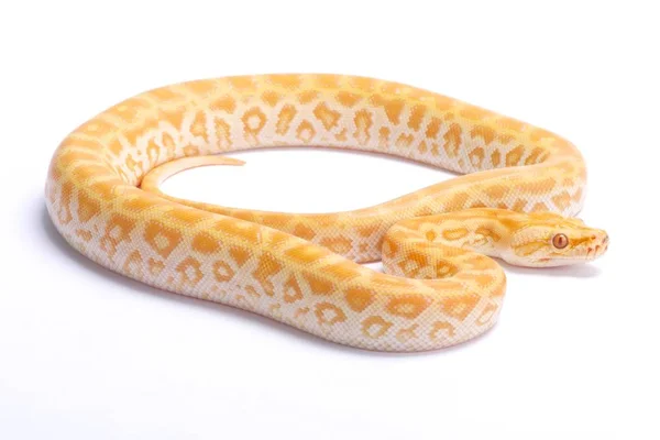 Python Birmanês Python Bivittatus Albino Labirinto — Fotografia de Stock