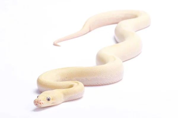 Burmese Python Python Bivittatus Ivory — Stock Photo, Image