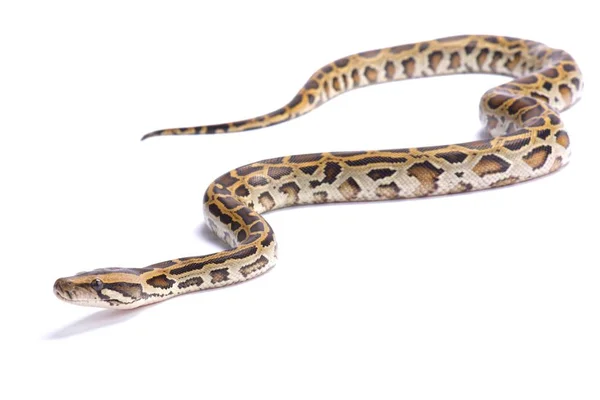 Pyton Birmański Python Bivittatus — Zdjęcie stockowe