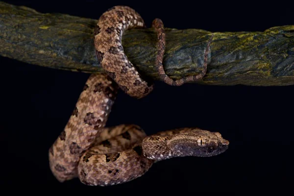 Spitzschuppige Grubenotter Protobothrops Mucrosquamatus — Stockfoto