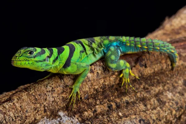 yeşil thornytail iguana, Uracentron azureum, Surinam