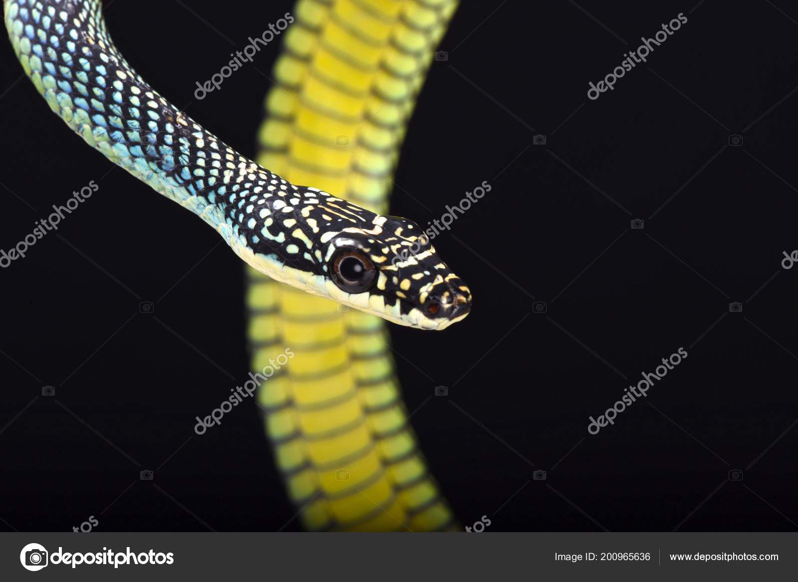 楽園の空飛ぶ蛇 Chrysopelea グレープ フルーツ ストック写真 C Reptiles4all 楽園の空飛ぶ蛇 Chrysopelea グレープ フルーツ ストック写真 C Reptiles4all