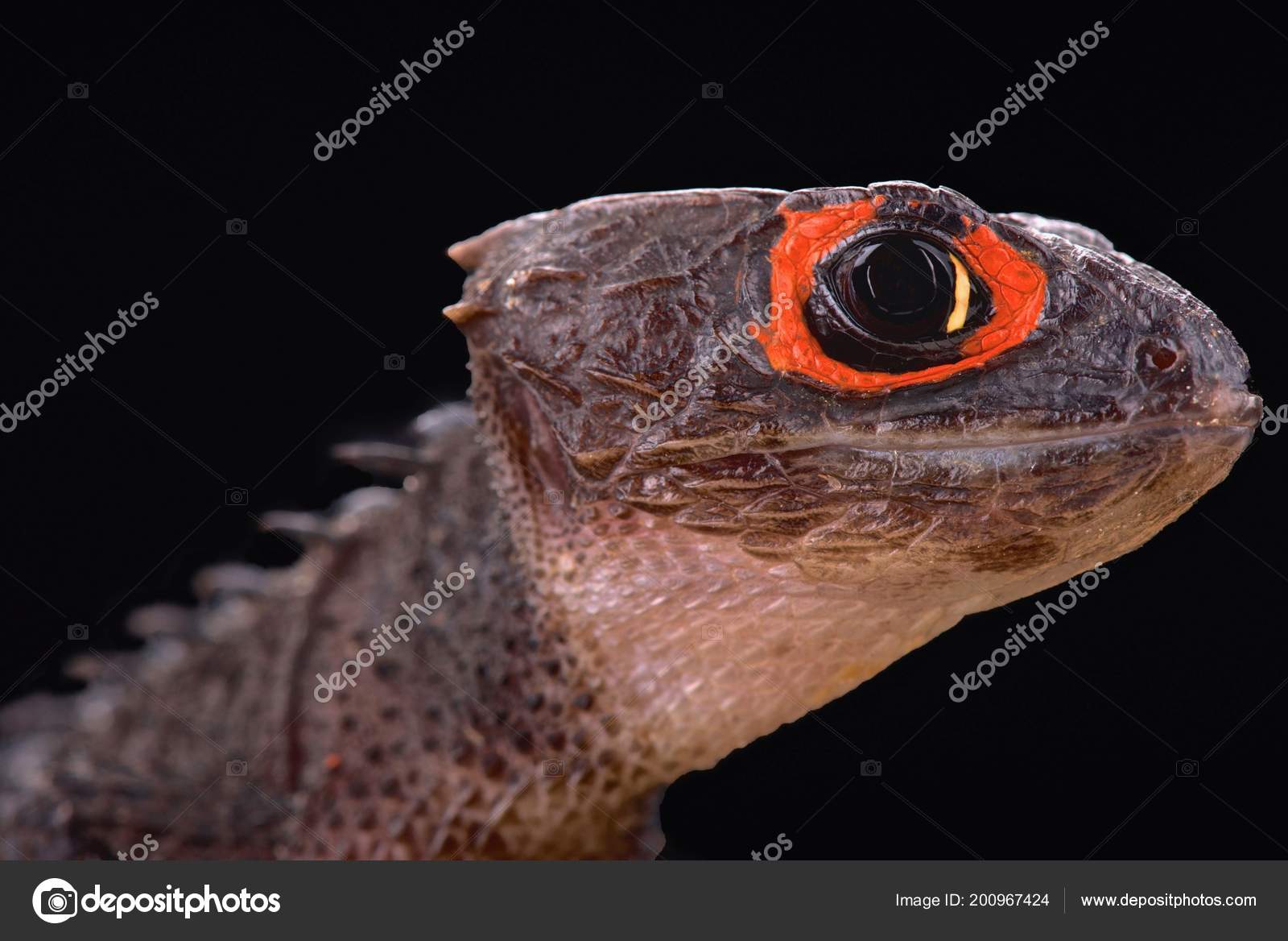 Red Eyed Crocodile Skink Tribolonotus Stock Photo by ©REPTILES4ALL 200967424