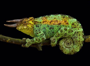 Johnston'ın bukalemun, Trioceros johnstoni