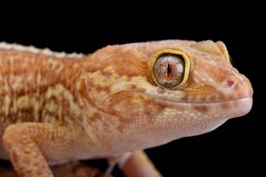 Leopar gecko, Paroedura picta, albino
