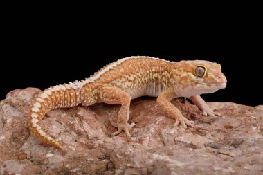 Leopar gecko, Paroedura picta, albino
