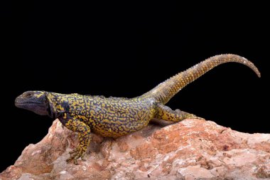 Neuguen dağın kertenkele (Phymaturus dorsimaculatus)