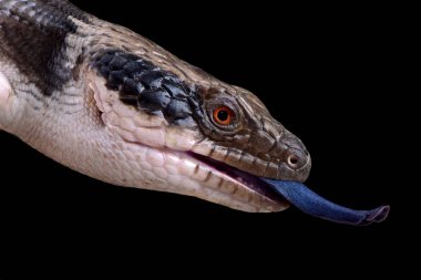 Batı mavi dilli skink (Tiliqua occipitalis)
