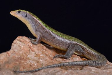 Green Madagascar girdled lizard, Zonosaurus haraldmeieri clipart