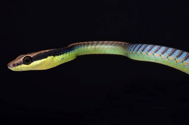 Boyalı bronzeback (Dendrelaphis pictus)