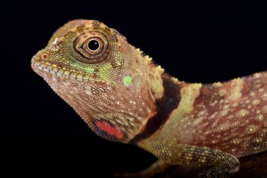 Kulaksız Agamid (Aphaniotis fusca)