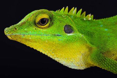 Yeşil ibikli kertenkele (Bronchocela cristatella)