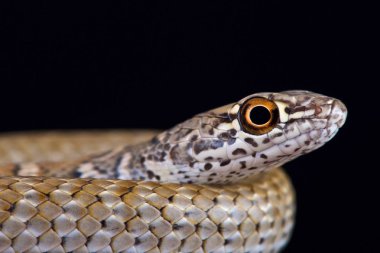 Kırmızı yarışçı (Masticophis kamçı piceus)