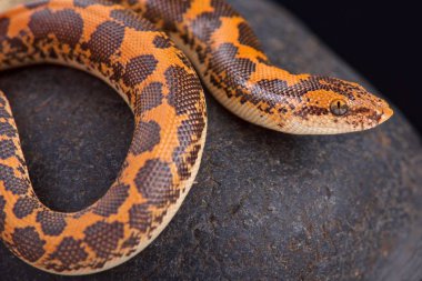 Kenya kum boa (Gongylophis colubrinus)