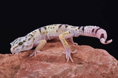 İranlı yağ kuyruklu kertenkele (Eublepharis angramainyu)