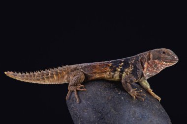 Yucatn dikenli kuyruklu Iguana  