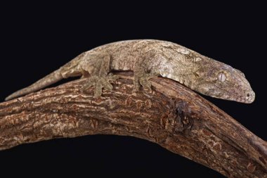 Yeni Kaledonya dev kertenkele (Rhacodactylus leachianus)