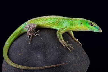Zümrüt skink (Lamprophis smaragdina)