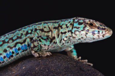 Formentera duvar kertenkele (Podarcis pityusensis formenterae)