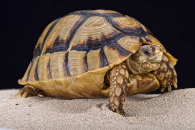 Egyptian tortoise (Testudo kleinmanni) clipart