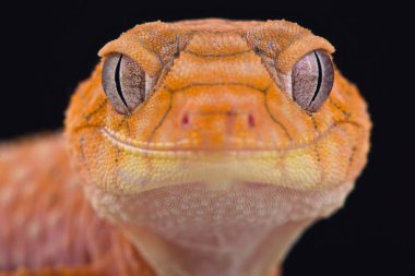 Kaba topuzu kuyruklu gecko (Nephrurus amyae)
