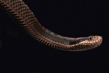 Orlov'ın viper (Vipera orlovi)
