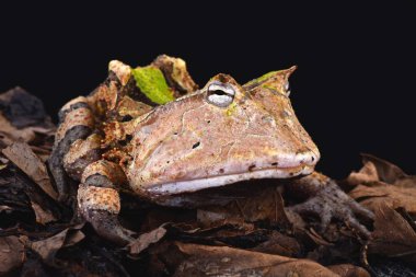 Amazon Boynuzlu Kurbağa (Ceratophrys cornuta)