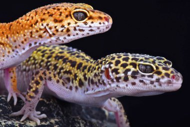 Leopar kertenkeleler (Eublepharis macularius)