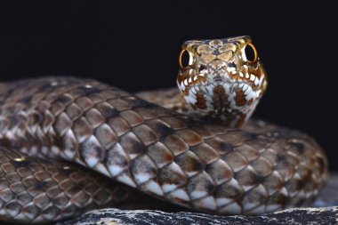 Doğu Montpellier yılanı (Malpolon insignatus)