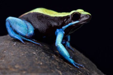Mavi ayaklı Mantella (Mantella expectata)
