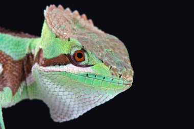 Tırtıklı casquehead iguana (Laemanctus serratus)