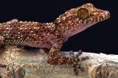 Gecko (Paroedura oviceps meraklı)